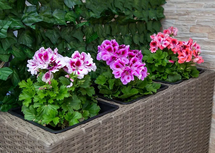 Aldy * דוברובניק