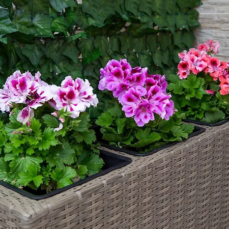 Aldy * دوبروفينك